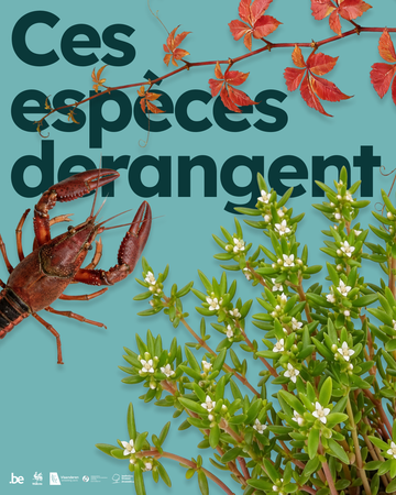 Illustration de l'actualité - cliquer pour agrandir