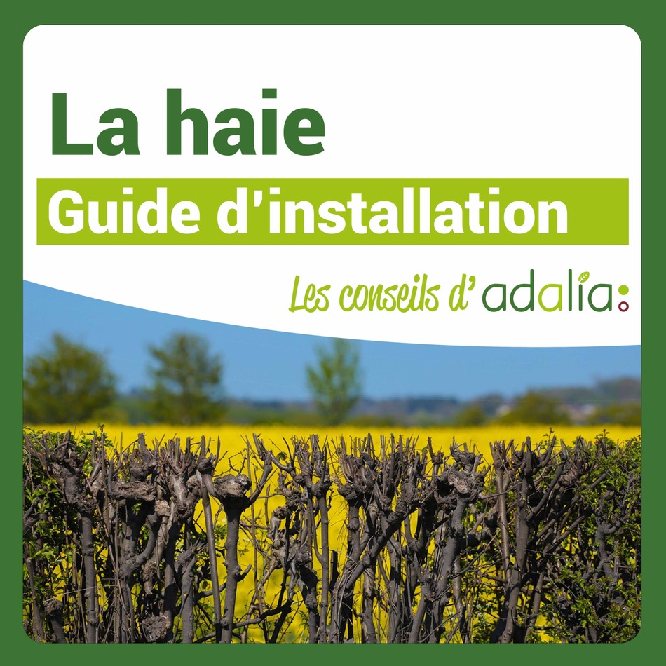 adalia haie
