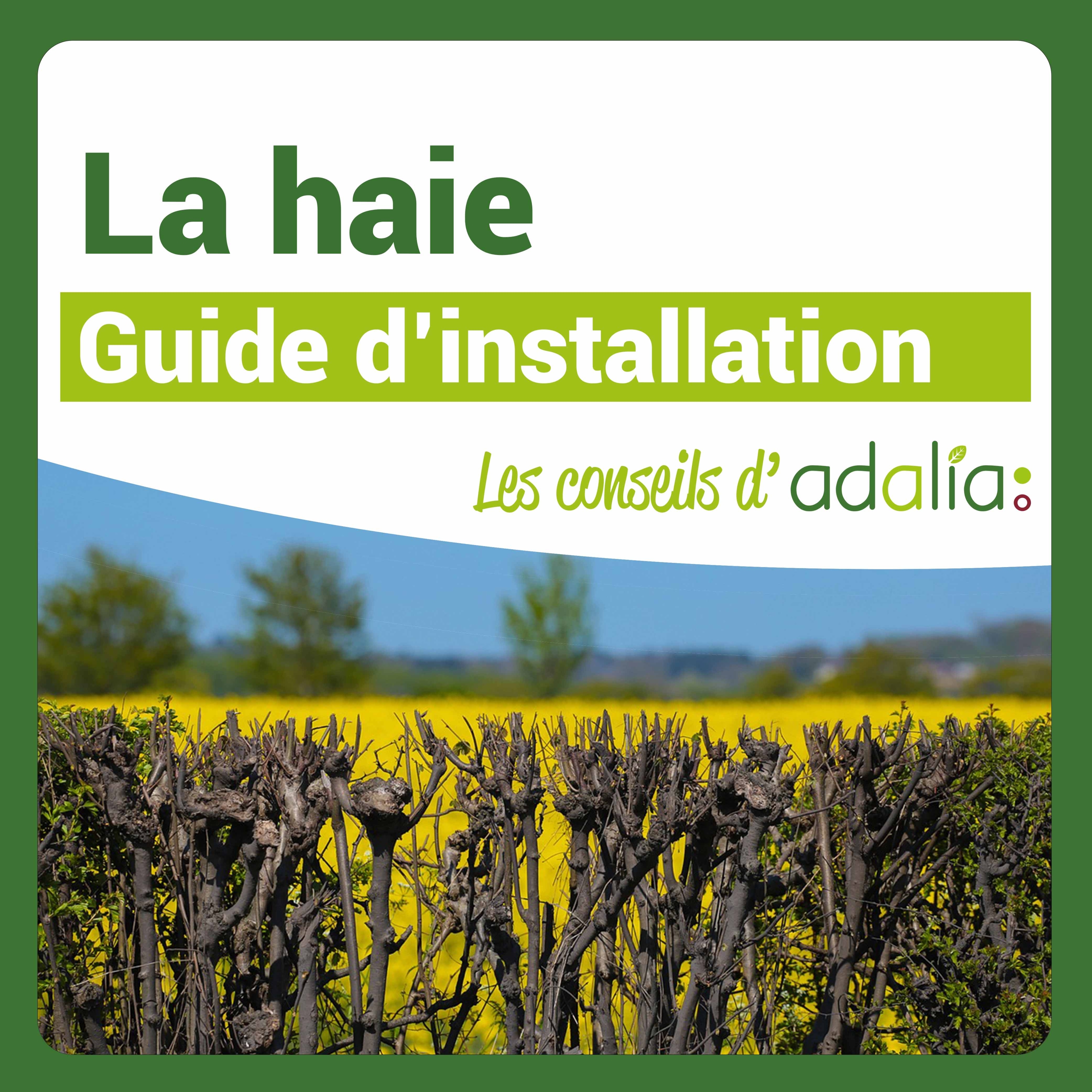 adalia haie