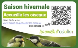 adalia oiseaux