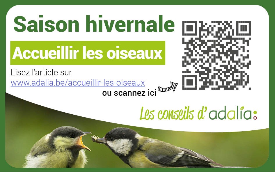 adalia oiseaux