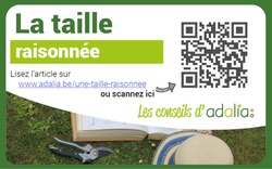 adalia taille haie