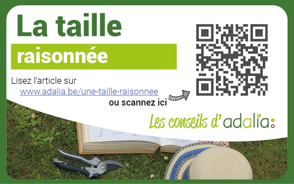 adalia taille haie