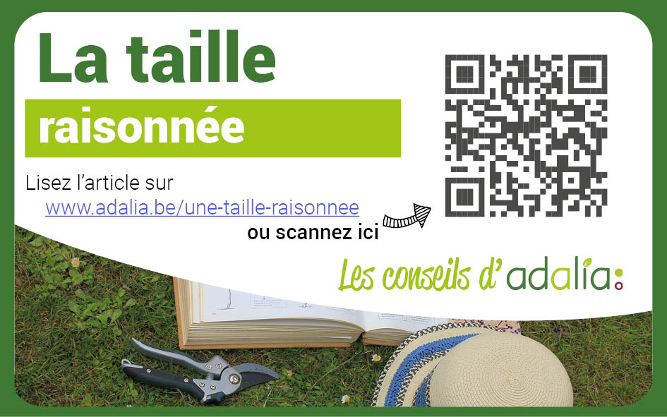 adalia taille haie