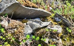 Aywaille Lézard des murailles et orpin blanc (CP Julia Luxen)