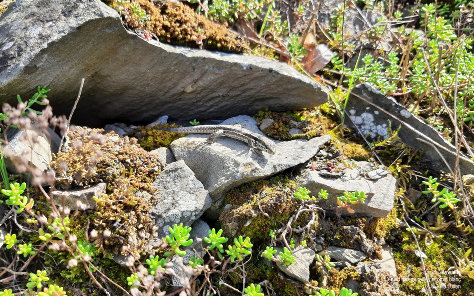 Aywaille Lézard des murailles et orpin blanc (CP Julia Luxen)