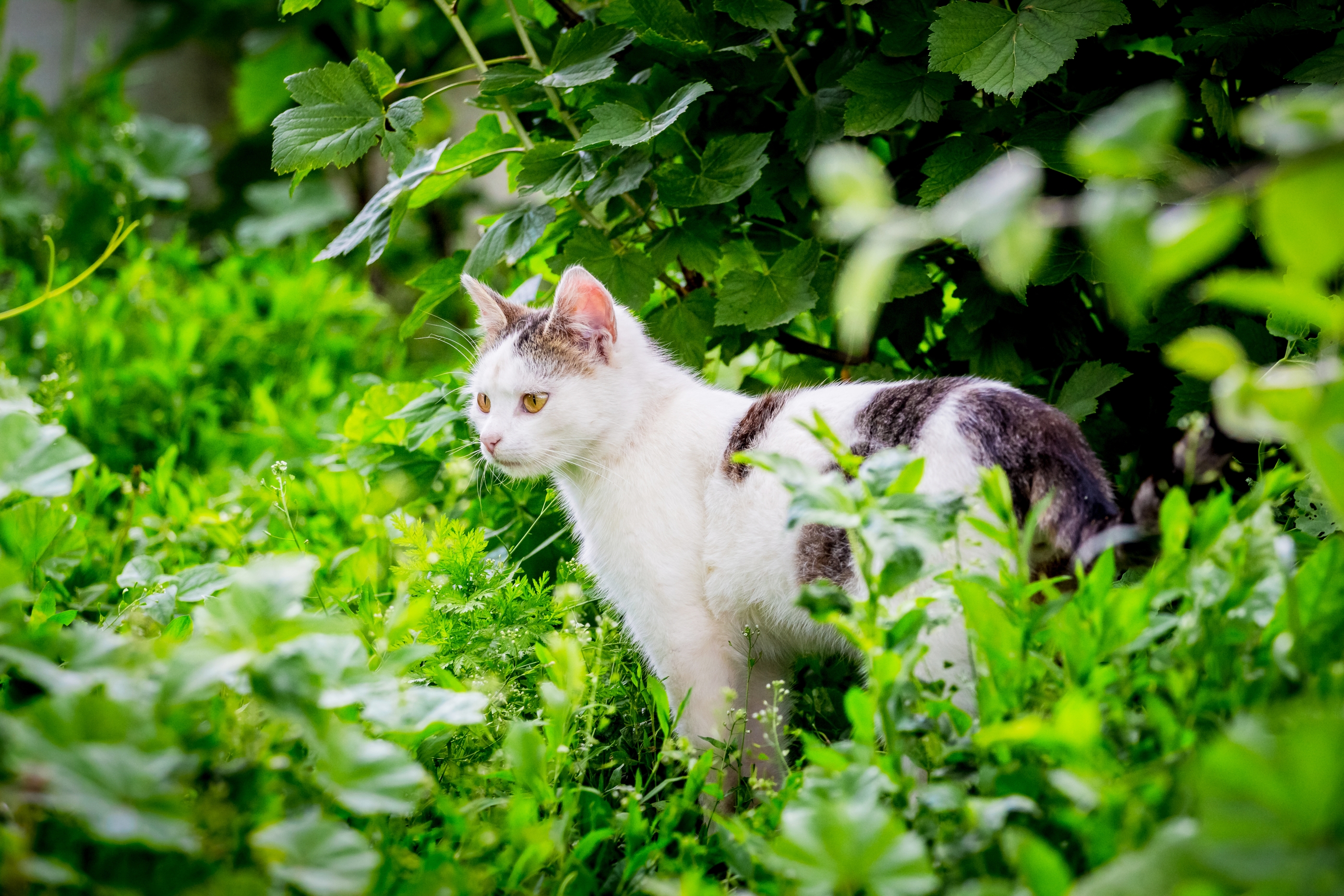 chat baroudeur