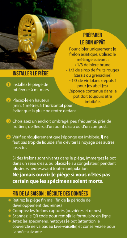 installer piège frelon asiatique