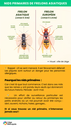 nids primaires frelon asiatique