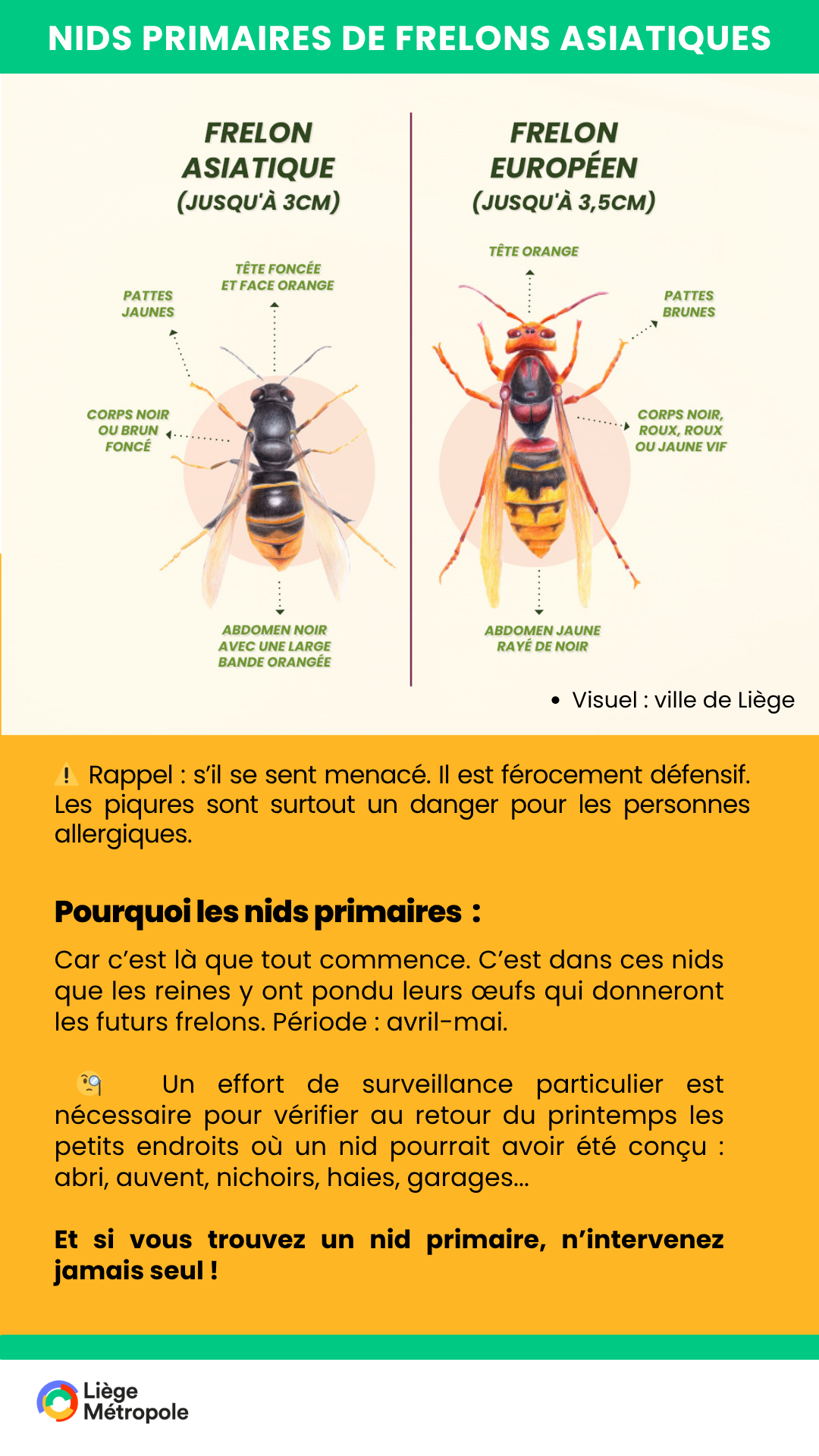 nids primaires frelon asiatique