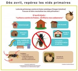 repérez les nids primaires frelon asiatique