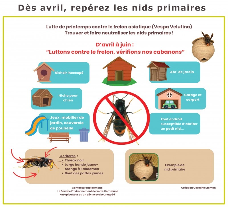 repérez les nids primaires frelon asiatique