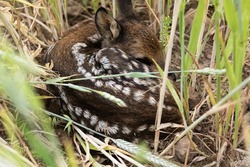 sauvons Bambi