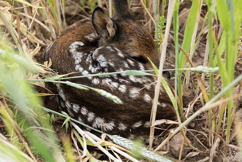sauvons Bambi