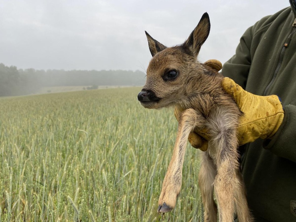 sauvons bambi