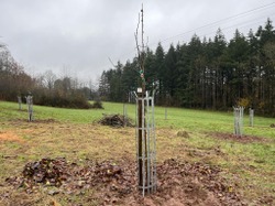 Semaine de l'arbre 2023 Plantation du verger (4)