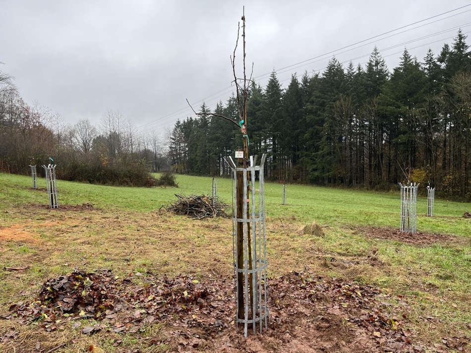 Semaine de l'arbre 2023 Plantation du verger (4)
