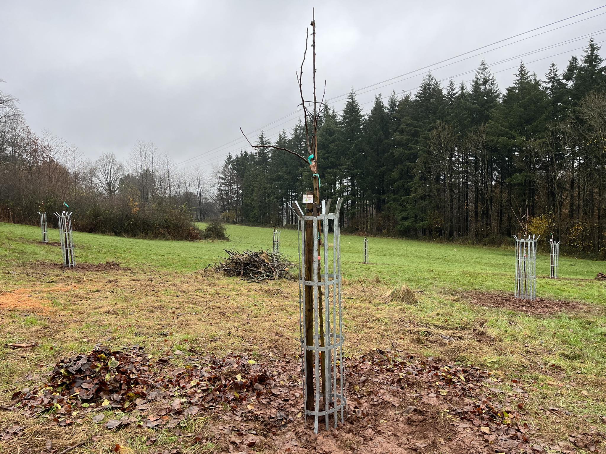Semaine de l'arbre 2023 Plantation du verger (4)