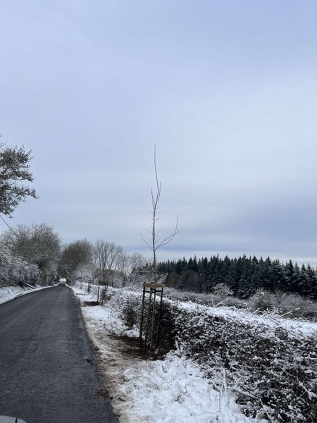 Semaine de l'arbre 2024 rétrospective Actu (4)