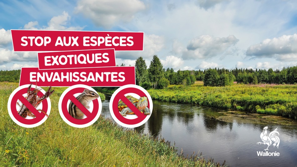 Stop aux EEE animaux