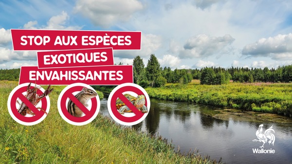 Stop aux EEE animaux