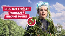 Stop aux EEE plantes