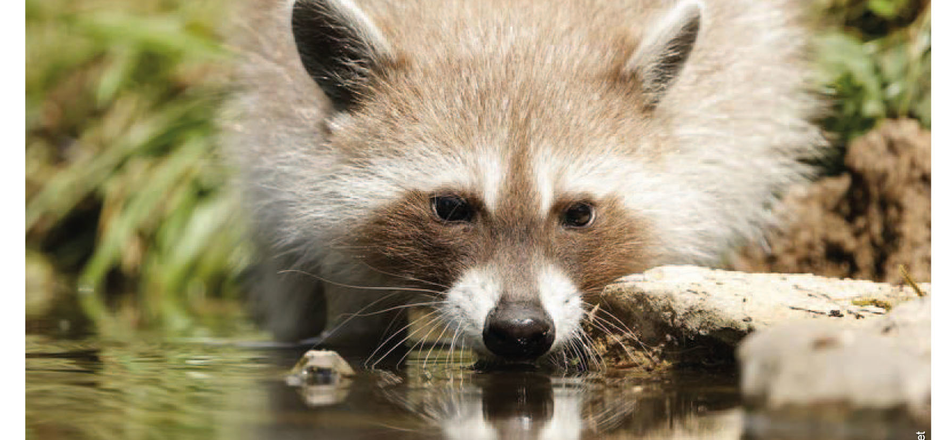 Ciné-Débat - Le raton laveur, une menace pour notre biodiversité ?