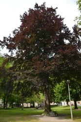 Arbre de l'Indépendance parc communal