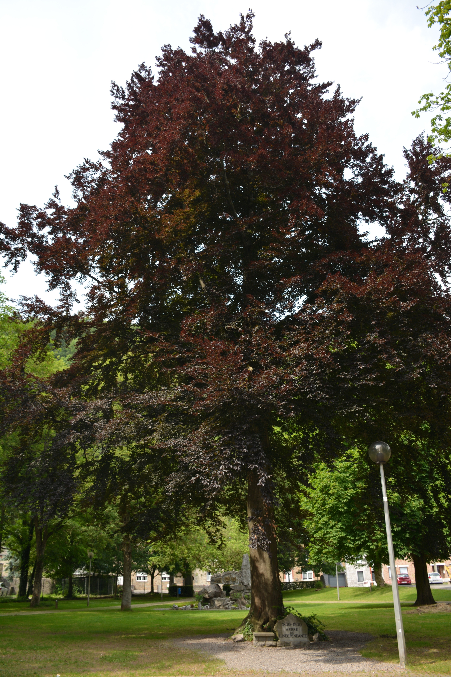 Arbre de l'Indépendance parc communal