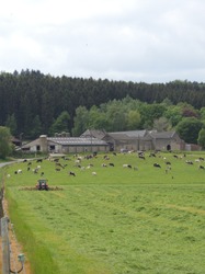 Piromboeuf