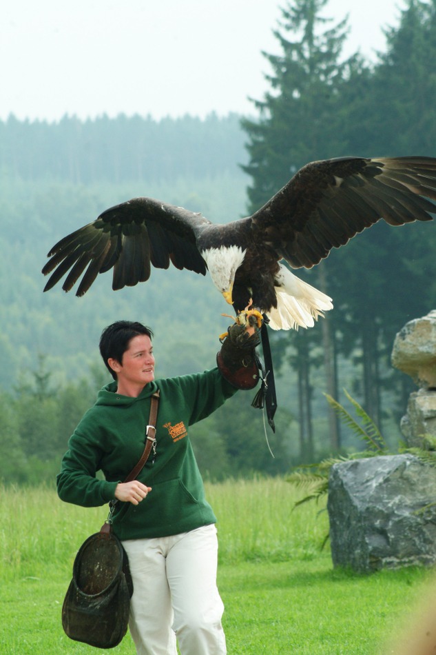 Aigle
