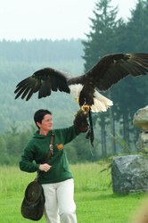 Aigle