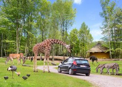 Safari