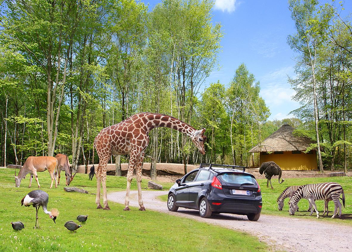 Safari