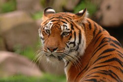 Tigre
