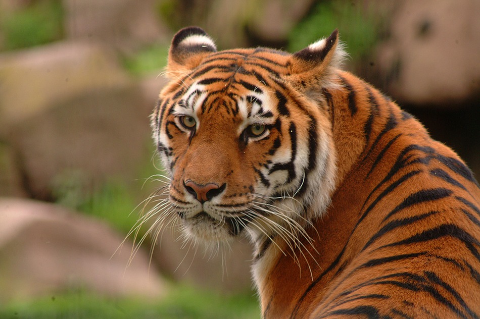Tigre