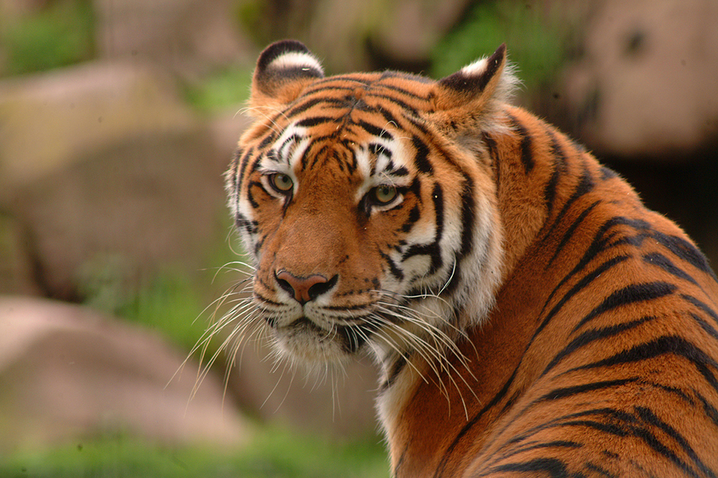 Tigre