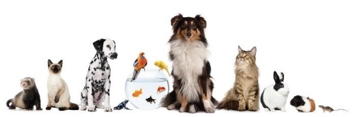 Bien-être animal
