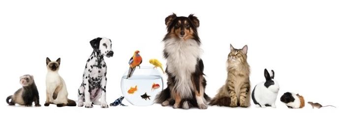 Bien-être animal