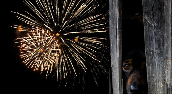 feux d'artifice animaux