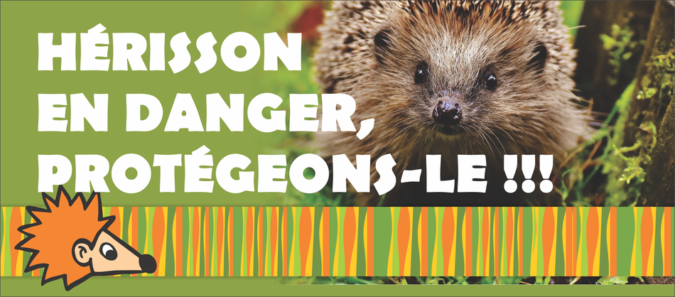 herisson en danger