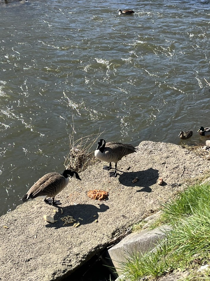 nourrissage oiseaux