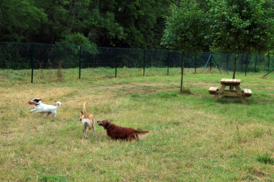 Parc à chiens