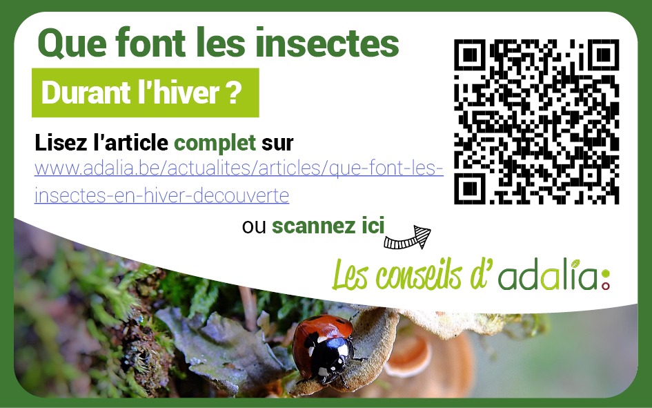 Adalia insectes1