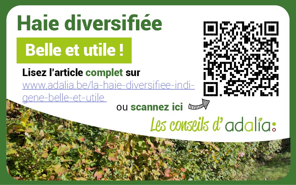 Adalia   Petit haie diversifee