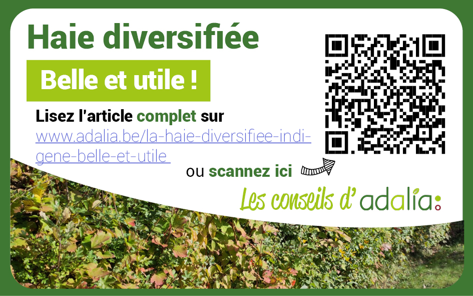 Adalia   Petit haie diversifee