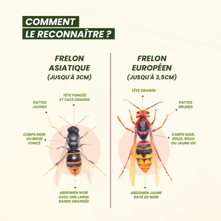 onglet site identification frelon   source ville de Liège