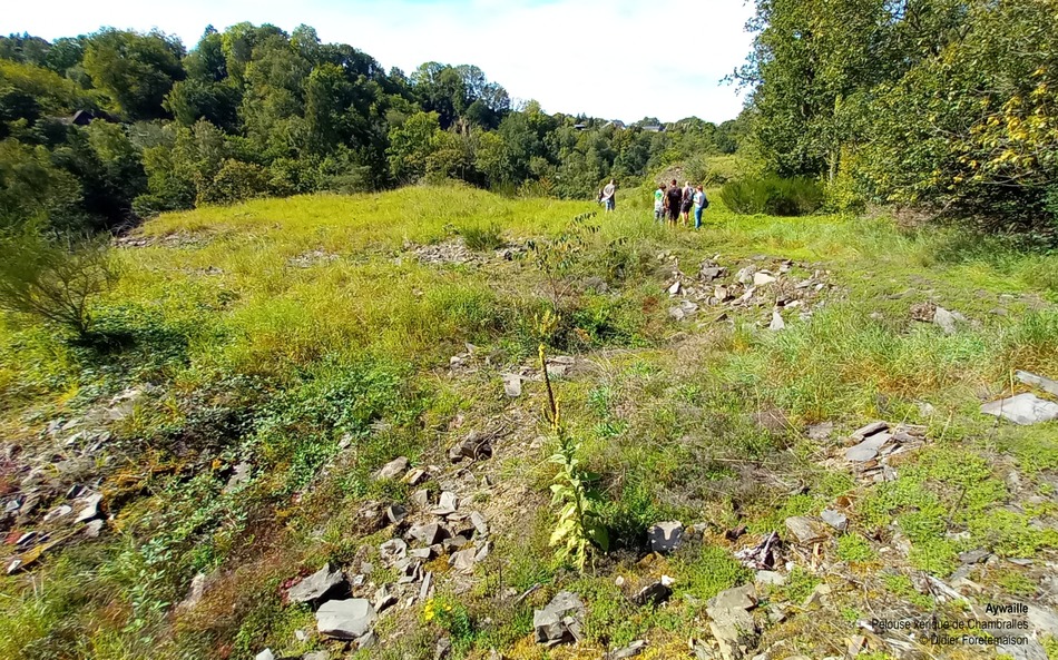 Aywaille pelouse xérique de Chambralles (CP Didier Fortemaison)